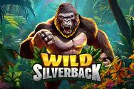 Wild Silverback