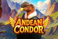 Andean Condor